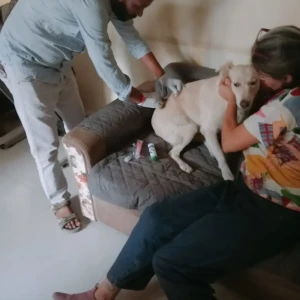 Rabies vaccination-487