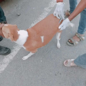 Rabies vaccination-450