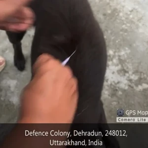 Rabies vaccination-431