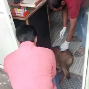 Rabies vaccination-631