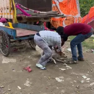 Rabies vaccination-554