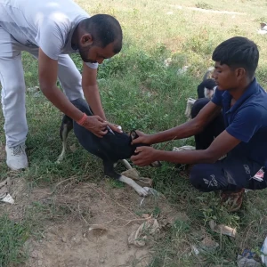 Rabies vaccination-374