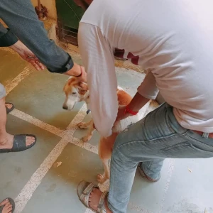 Rabies vaccination-525