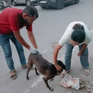 Rabies vaccination-449