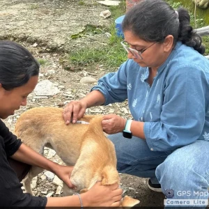 Rabies vaccination-419