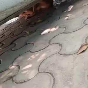 Rabies vaccination-622