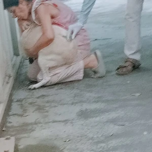 Rabies vaccination-522