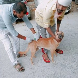 Rabies vaccination-482