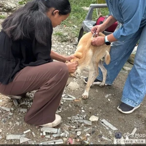 Rabies vaccination-422