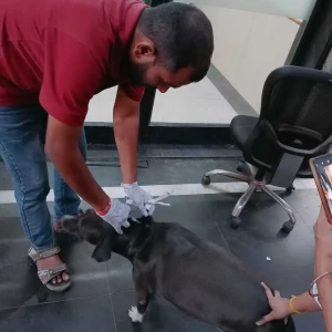 Rabies vaccination-462