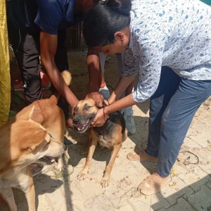 Rabies vaccination-373