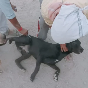 Rabies vaccination-500