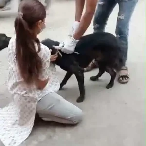 Rabies vaccination-646