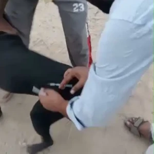 Rabies vaccination-648