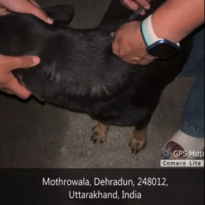 Rabies vaccination-428