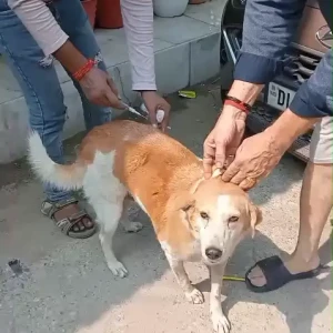 Rabies vaccination-630