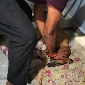 Rabies vaccination-657