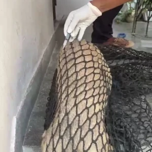 Rabies vaccination-557