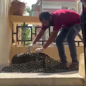 Rabies vaccination-559