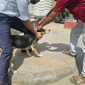 Rabies vaccination-301