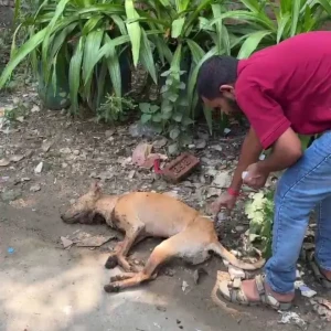 Rabies vaccination-555