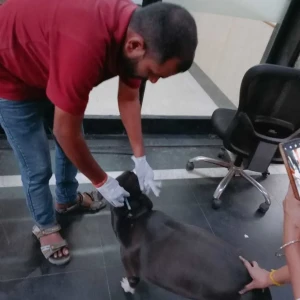 Rabies vaccination-454