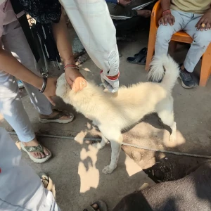 Rabies vaccination-605