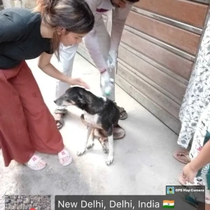 Rabies vaccination-409