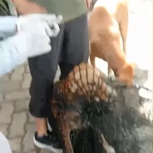 Rabies vaccination-618