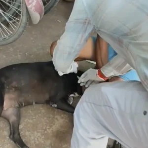 Rabies vaccination-613