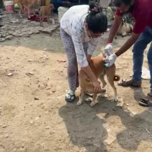 Rabies vaccination-551