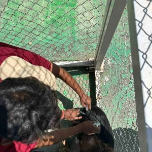 Rabies vaccination-438