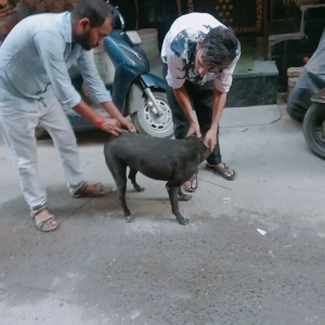 Rabies vaccination-472