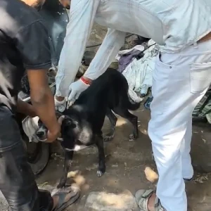 Rabies vaccination-610