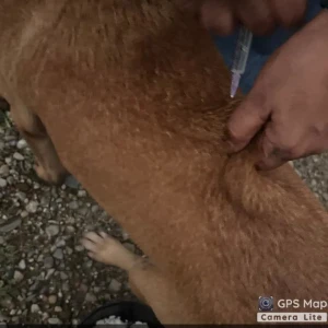 Rabies vaccination-427