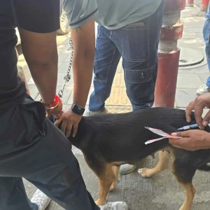 Rabies vaccination-300