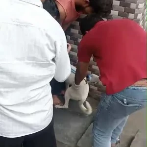 Rabies vaccination-642