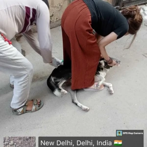 Rabies vaccination-404