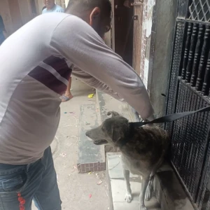 Rabies vaccination-356