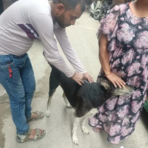 Rabies vaccination-351