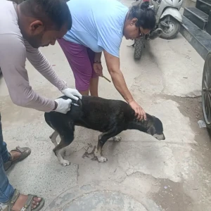 Rabies vaccination-355