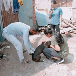 Rabies vaccination-503