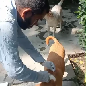 Rabies vaccination-626