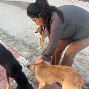 Rabies vaccination-565