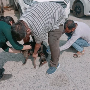 Rabies vaccination-539