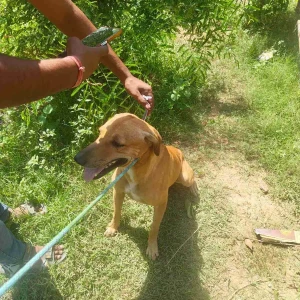 Rabies vaccination-439