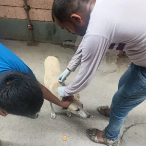 Rabies vaccination-357