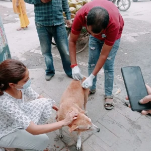 Rabies vaccination-594