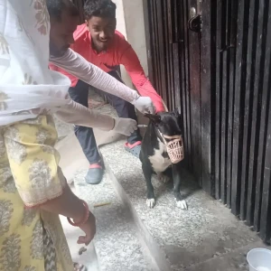 Rabies vaccination-353