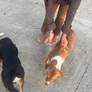 Rabies vaccination-586